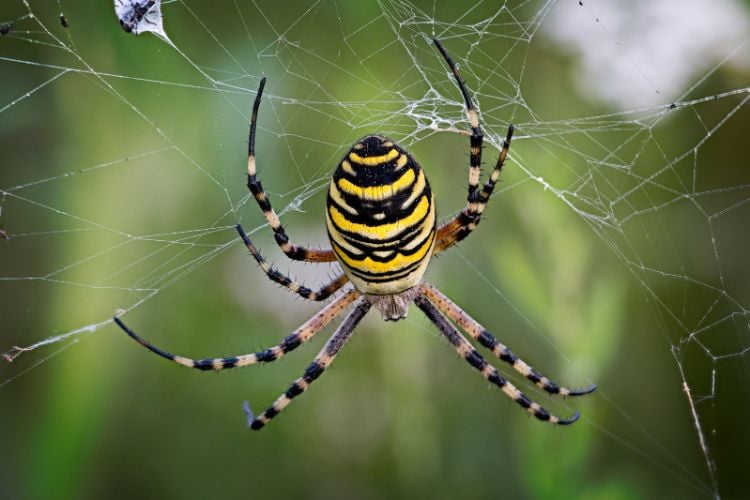 Aranha preta, bege e amarela em sua teia na floresta