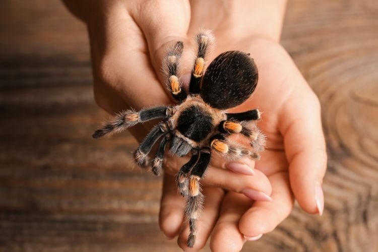 Aranha-caranguejeira nas mãos de mulher