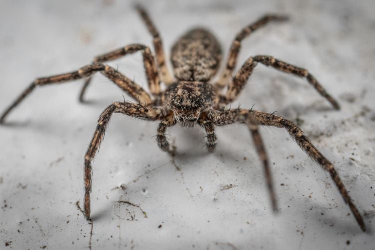 Aranha marrom de pelinhos sob superfície