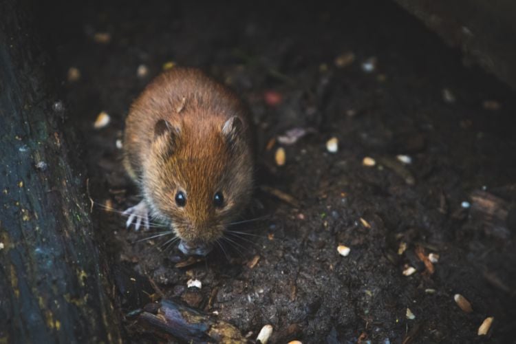 Foto de rato marrom na terra suja