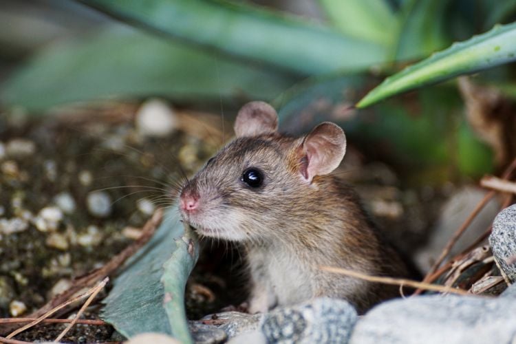 Rato marrom na terra rodeado por plantas 