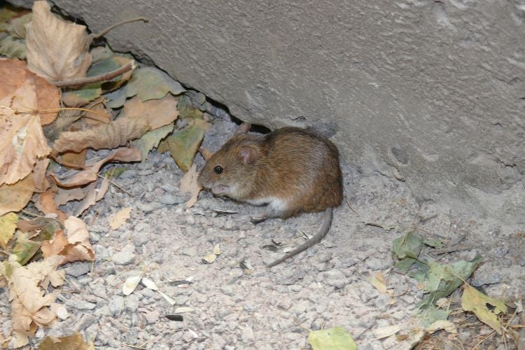 Rato marrom em meio a folhas e sujeiras, como areia 