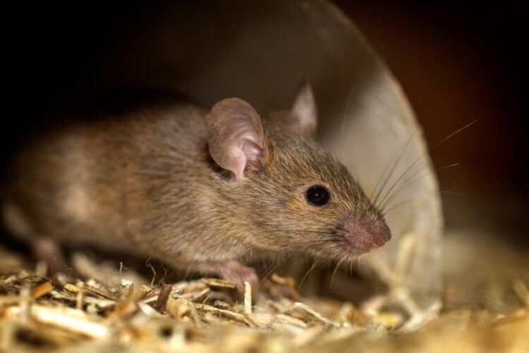 Foto de rato marrom sobre grama seca