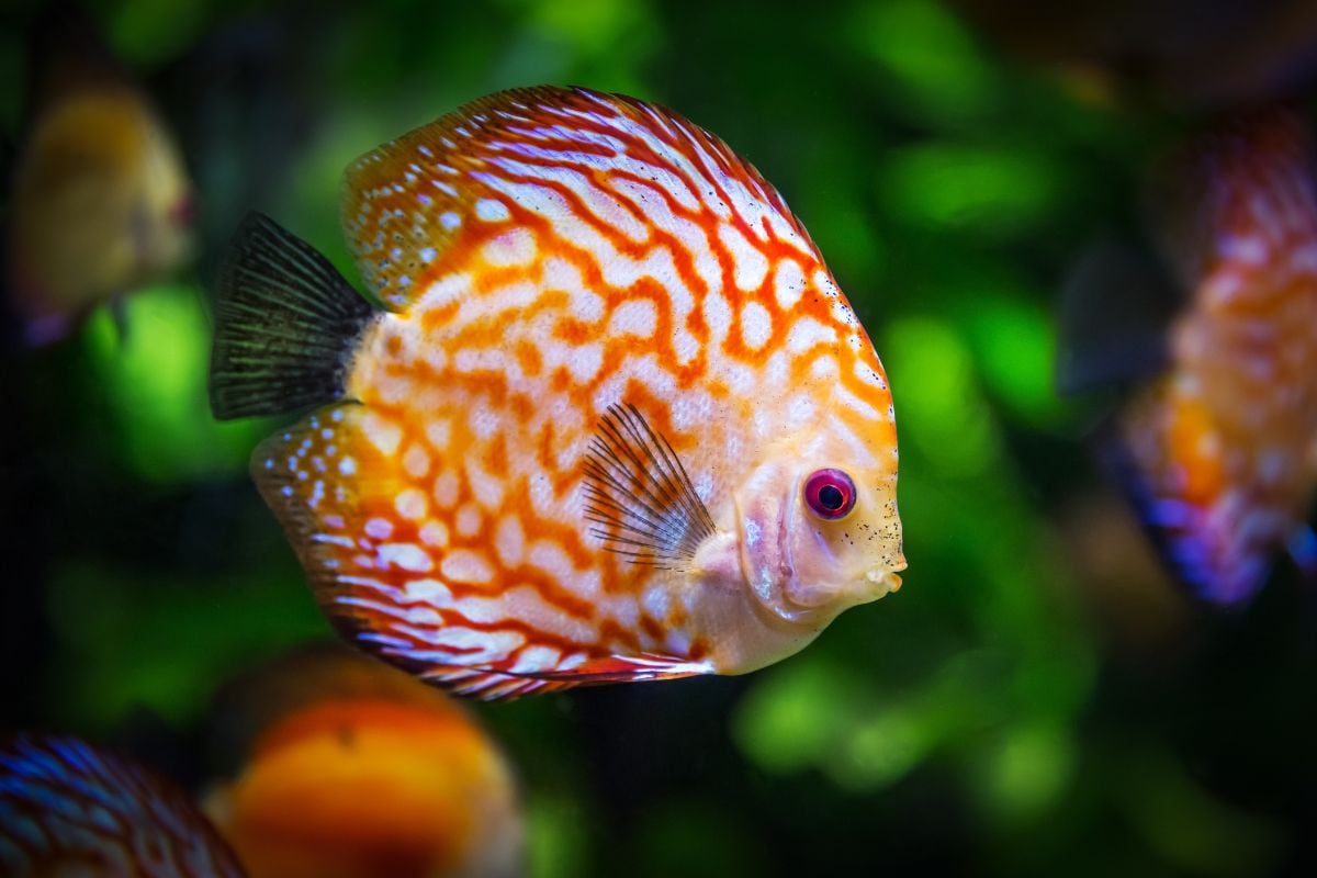 A imagem mostra um peixe acará-disco em um ambiente aquático. O peixe tem um corpo arredondado e achatado, com uma coloração vibrante que mistura tons de laranja e branco, além de padrões listrados. O fundo da imagem é verde, sugerindo a presença de plantas aquáticas.