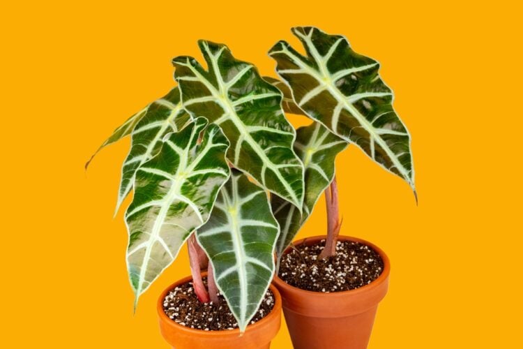 Alocasia: tipos, qual o significado e como cuidar da planta