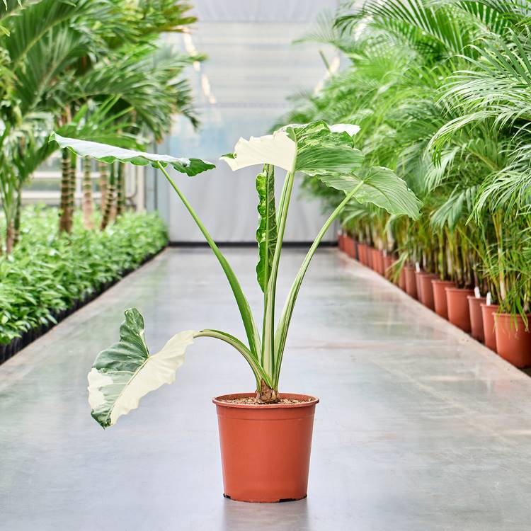 Uma planta de folhas grandes e verdes com bordas brancas está em um vaso marrom, centralizada em um corredor de estufa. Ao fundo, fileiras de plantas em vasos vermelhos alinham-se ao longo do caminho, criando um cenário verde e organizado.