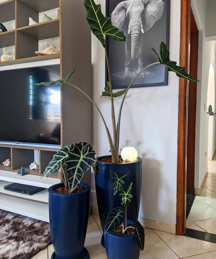 Três alocasias em vasos azuis estão dispostas em uma sala de estar. As folhas são grandes, verdes e com veias claras. Ao fundo, uma estante com objetos decorativos e uma televisão. Um quadro de elefante em preto e branco adorna a parede, complementando o espaço moderno.