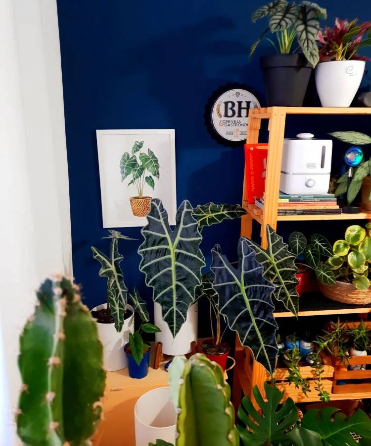 Um canto de sala com parede azul escura, decorado com várias plantas em vasos. Há uma prateleira de madeira com livros e uma panela elétrica. Um quadro com ilustração de planta está pendurado na parede. As plantas têm folhas grandes e verdes, criando um ambiente acolhedor.