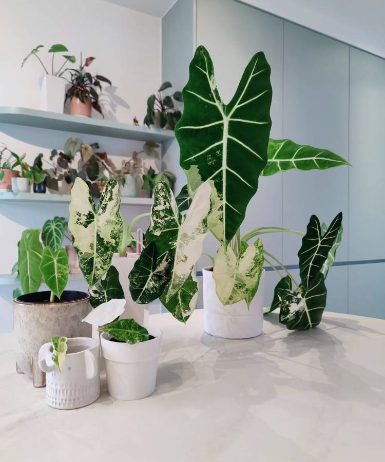 Uma coleção de plantas em vasos brancos e cinza está sobre uma mesa clara. As folhas são grandes, verdes e algumas têm manchas brancas. Ao fundo, prateleiras com mais plantas decoram o ambiente, que é iluminado por luz natural, criando uma atmosfera fresca e viva.