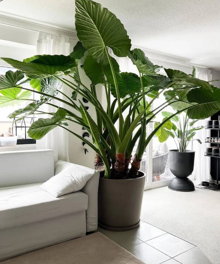 Uma grande planta de folhas verdes e largas está em um vaso cinza, ao lado de um sofá branco. A sala é iluminada por luz natural, com cortinas brancas e piso claro, criando um ambiente arejado e acolhedor.