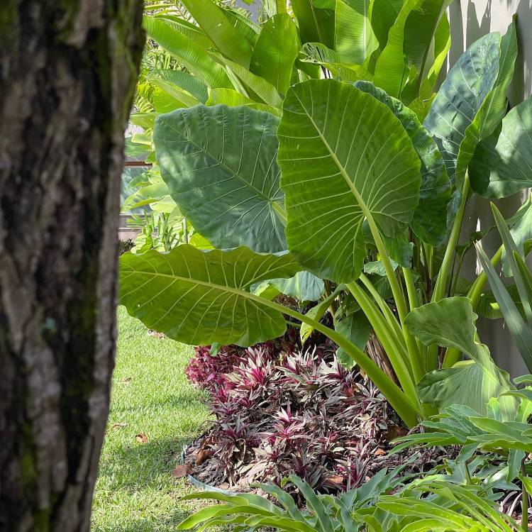 Um jardim ao ar livre com uma alocasia de folhas enormes e verdes. As folhas são largas e vibrantes, cercadas por outras plantas menores e coloridas. A luz do sol ilumina o espaço, criando um cenário tropical e exuberante, com um tronco de árvore em primeiro plano.