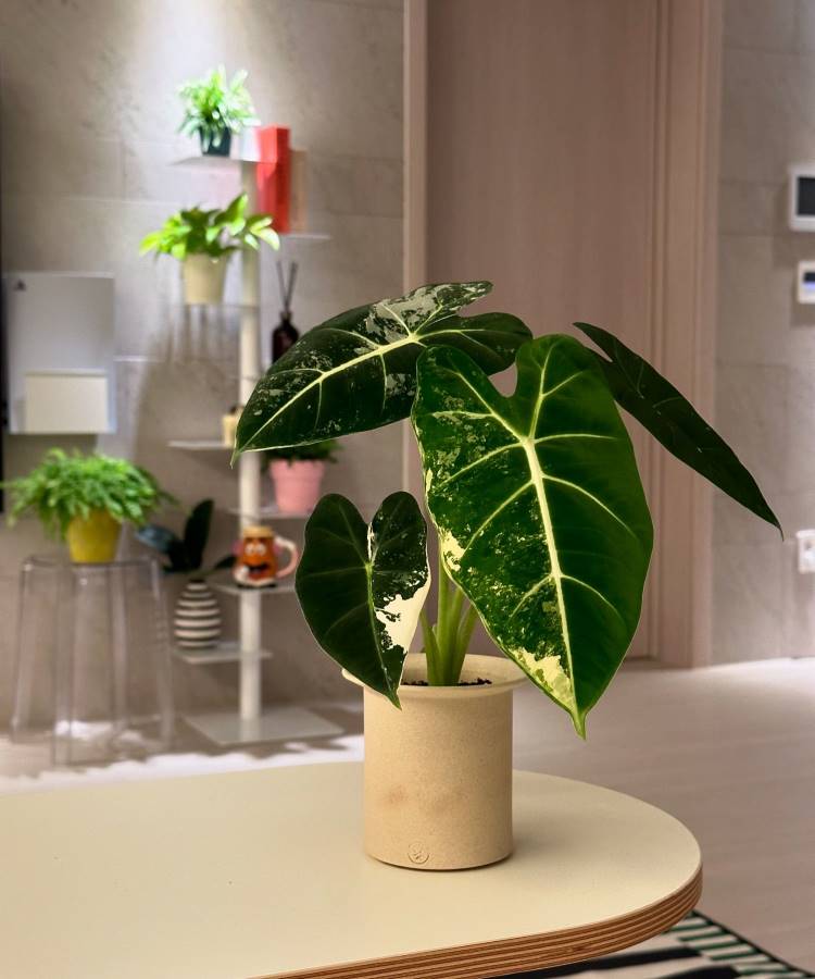 Uma planta de folhas grandes e verdes em um vaso bege está sobre uma mesa clara. Ao fundo, uma estante branca exibe mais plantas em vasos coloridos. A iluminação suave destaca o verde vibrante das folhas, criando um ambiente tranquilo e natural.