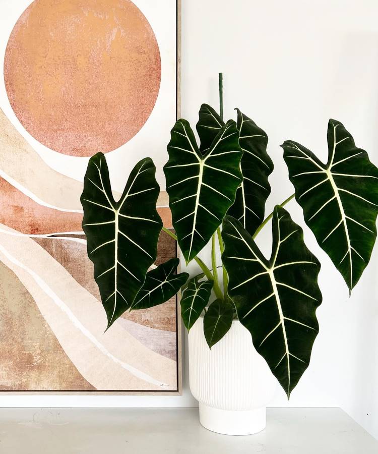 Uma alocasia com folhas grandes e verdes escuras está em um vaso branco. As folhas têm veias brancas marcantes. Ao lado, há uma pintura abstrata com tons terrosos e formas circulares. O ambiente é claro e minimalista, destacando a beleza da planta.