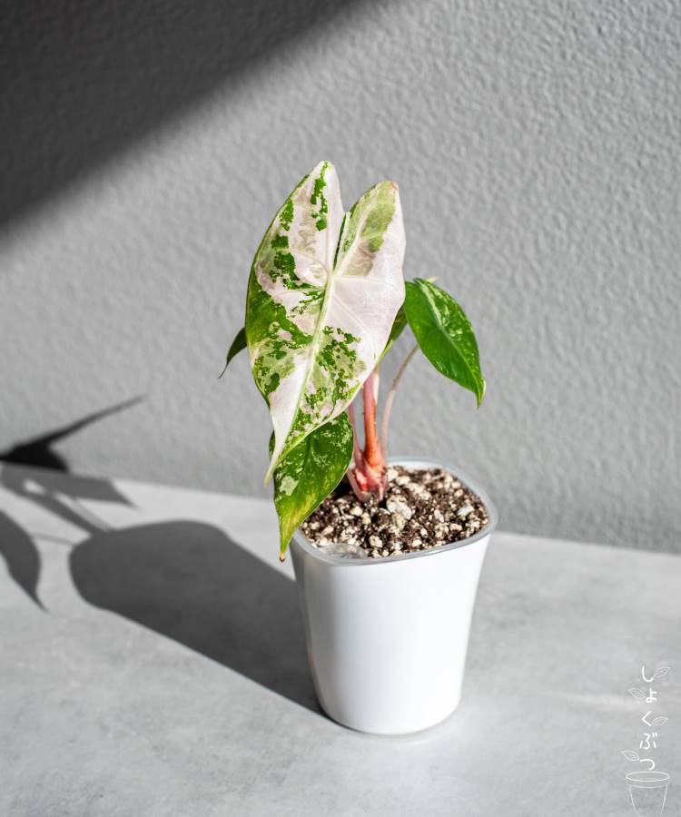 Uma pequena alocasia em um vaso branco está sobre uma superfície cinza. As folhas têm manchas verdes e brancas, com um caule rosado. A luz do sol ilumina a planta, projetando uma sombra suave na parede cinza ao fundo, criando um efeito visual delicado.