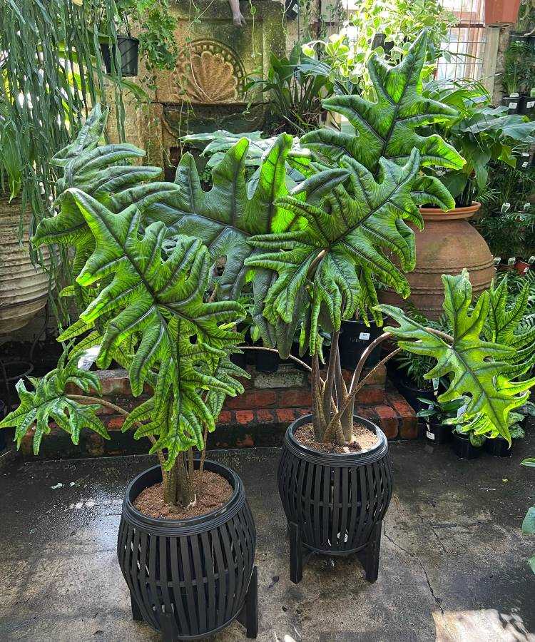  Duas alocasias com folhas grandes e recortadas estão em vasos pretos, em um jardim interno. As folhas são verdes e brilhantes, destacando-se contra um fundo de tijolos e outras plantas. A luz suave realça a textura das folhas, criando um ambiente exuberante e tropical.