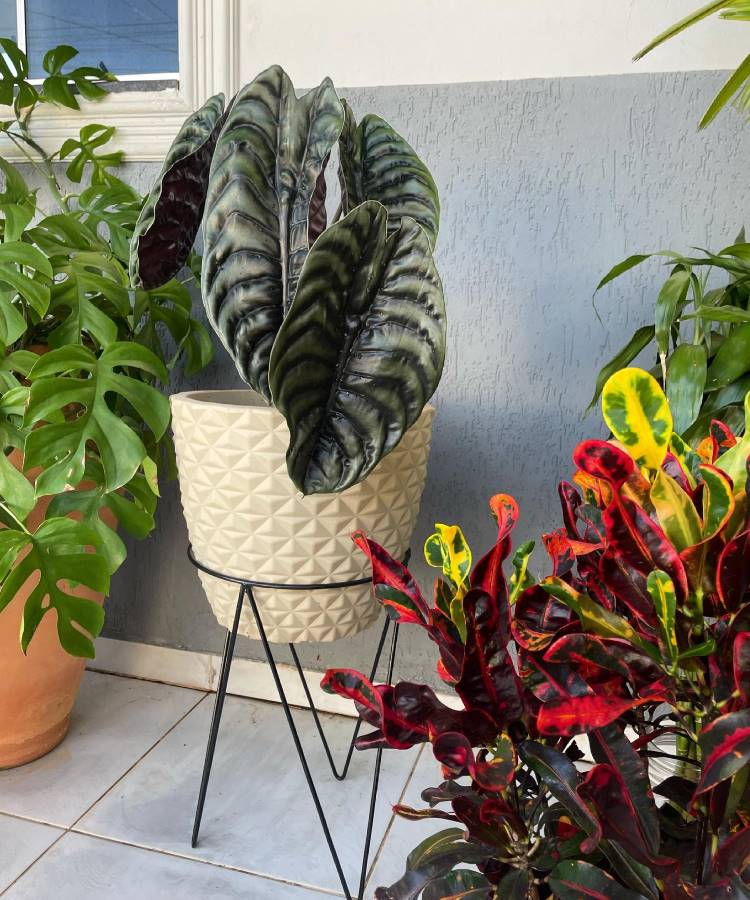 Uma alocasia com folhas grandes e escuras está em um vaso texturizado, apoiado em um suporte de metal. Ao redor, outras plantas, como uma monstera e um cróton colorido, criam um ambiente vibrante e natural em um piso de cerâmica claro, próximo a uma parede azul.