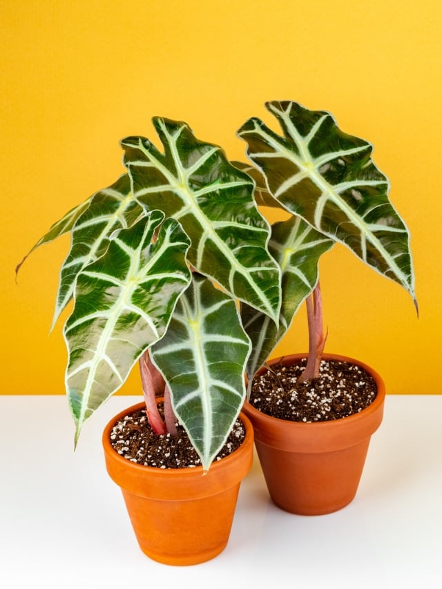 Alocasia: tipos, qual o significado e como cuidar da planta