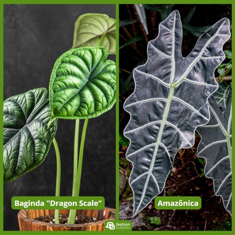 À esquerda, uma alocasia "Dragon Scale" com folhas verdes e textura escamosa. À direita, uma alocasia "Amazonica" com folhas escuras e veias brancas marcantes. Ambas estão em vasos, destacando suas formas únicas e exóticas contra um fundo natural.