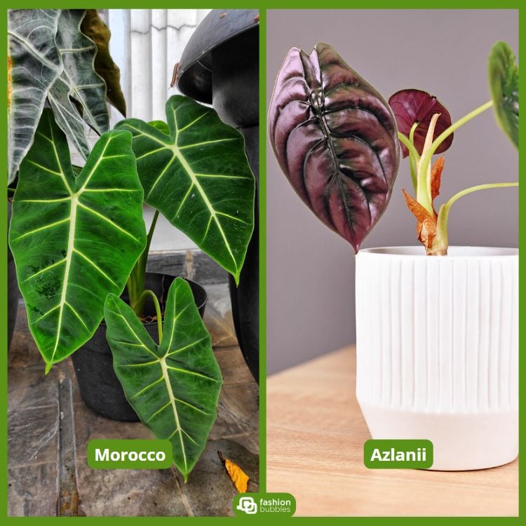 À esquerda, uma alocasia "Morocco" com folhas longas e verdes. À direita, uma alocasia "Azlanii" em vaso branco, com folhas pequenas, escuras e veias rosadas. Ambas as plantas destacam-se em um fundo claro, mostrando suas características distintas.