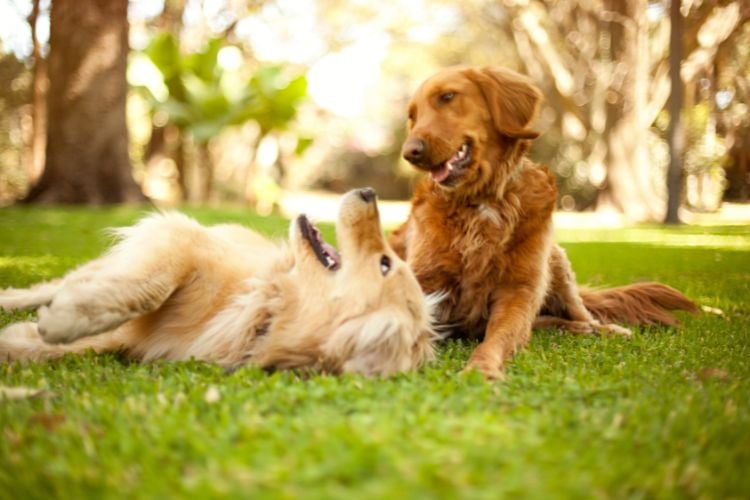 Dois cachorros estão em um gramado. O cachorro à esquerda, de pelagem clara, está deitado de costas, enquanto o cachorro à direita, de pelagem marrom, está sentado e olhando para o outro. Ambos parecem estar brincando ou interagindo de forma amigável.