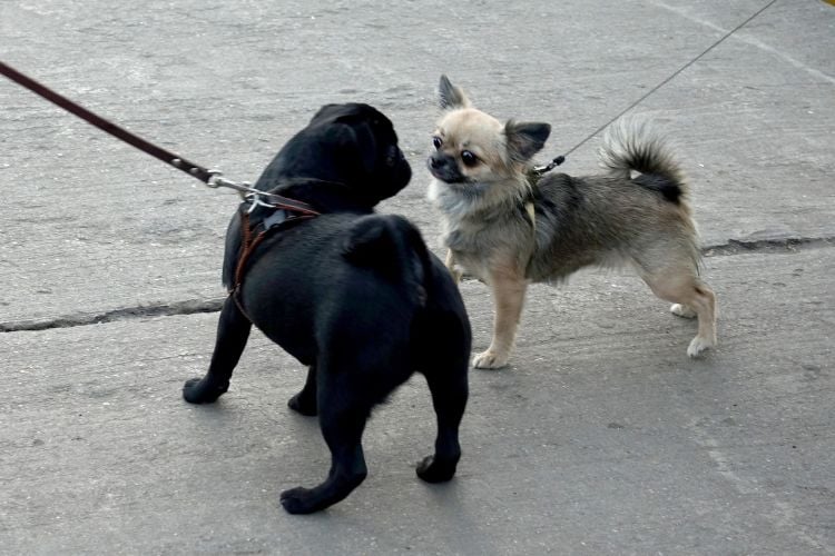 Dois cachorros estão se encontrando em uma calçada. O cachorro à esquerda é preto e parece ser um pug, enquanto o da direita é menor, com pelagem marrom clara e cauda peluda, possivelmente um chihuahua. Ambos estão com coleiras e parecem curiosos um com o outro.