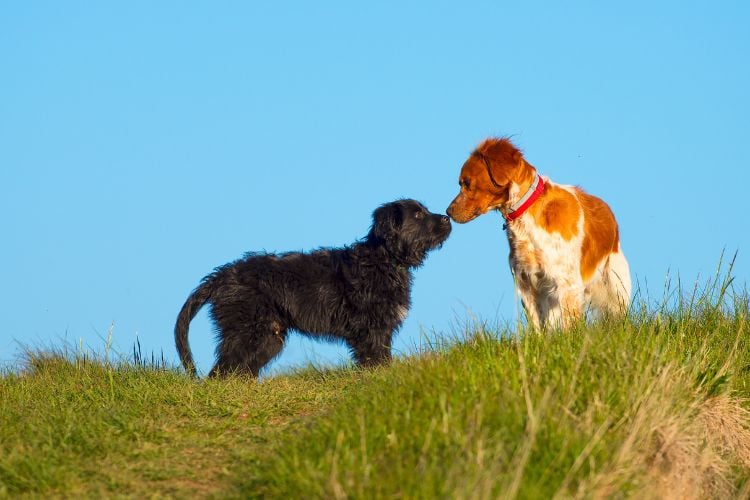 Dois cachorros estão em um campo gramado sob um céu azul. O cachorro à esquerda é preto e o da direita tem pelagem marrom e branca, usando uma coleira vermelha. Eles estão se cheirando, demonstrando curiosidade um pelo outro.