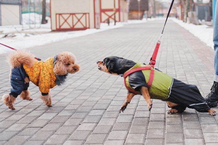 Dois cachorros estão em uma calçada, ambos usando roupas de frio. O cachorro à esquerda veste um casaco amarelo e azul, enquanto o da direita usa um casaco verde e preto. Eles parecem estar interagindo, com o cachorro da direita puxando a coleira.