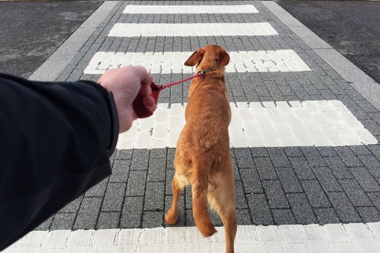 Um cachorro marrom está sendo guiado por uma pessoa em uma faixa de pedestres. A pessoa segura a coleira enquanto o cachorro olha para frente, pronto para atravessar a rua.