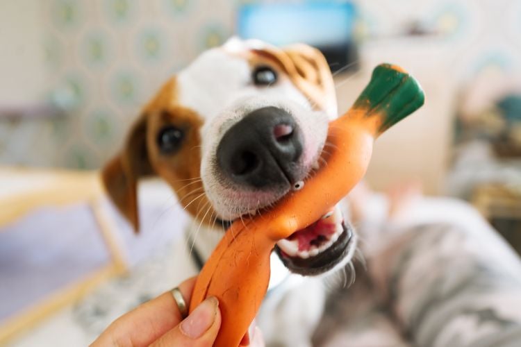 Um cachorro está mordendo um brinquedo em formato de cenoura. O foco está no rosto do cachorro, que parece animado e brincalhão.