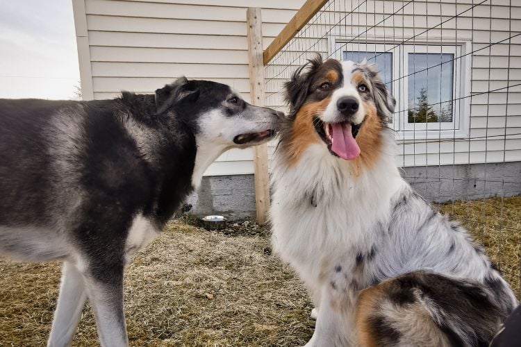 Dois cachorros estão juntos em um quintal. O cachorro à esquerda, de pelagem preta e branca, parece estar cheirando ou interagindo com o cachorro à direita, que tem pelagem tricolor e está com a língua de fora, parecendo feliz.