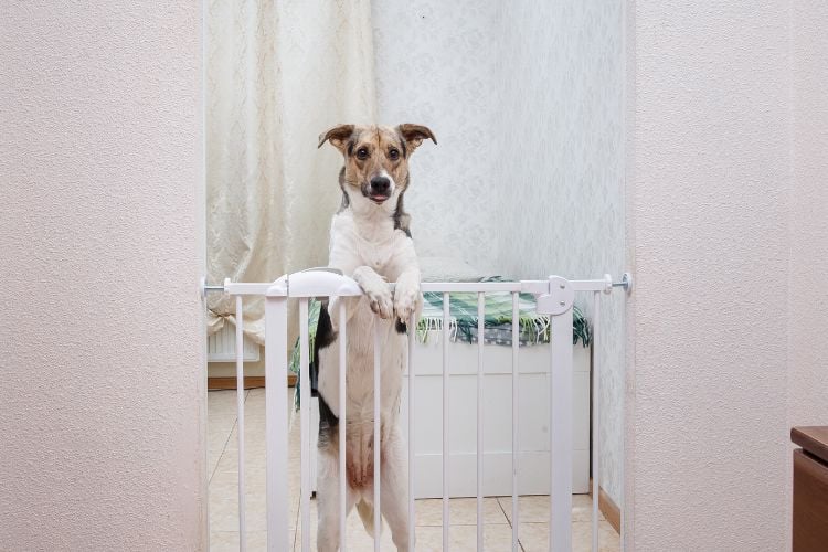 Um cachorro está em pé, apoiado em um portão de segurança dentro de uma casa. Ele observa atentamente o ambiente ao seu redor.