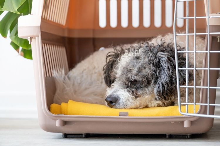 Um cachorro de pelagem encaracolada, preta e branca, está deitado dentro de uma caixa de transporte. Ele parece estar descansando sobre um cobertor amarelo.