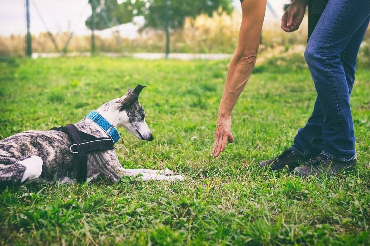 Um cachorro de pelagem cinza e branca está deitado na grama, usando uma coleira azul e um arnês preto. Uma pessoa está agachada à sua frente, estendendo a mão em direção ao chão, possivelmente treinando ou interagindo com o cachorro.