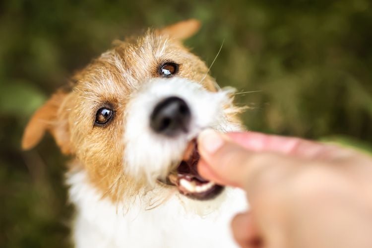  Um cachorro de pelagem marrom e branca está mordendo suavemente o dedo de uma pessoa. O foco está no rosto do cachorro, que parece estar brincando ou interagindo de forma amigável.