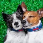 A imagem mostra dois cachorros deitados em uma grama verde. Eles estão próximos um do outro, com os olhos fechados, parecendo relaxados ou dormindo. Ambos usam coleiras azuis. O cachorro à esquerda tem pelagem preta e branca, enquanto o da direita tem pelagem marrom e branca.