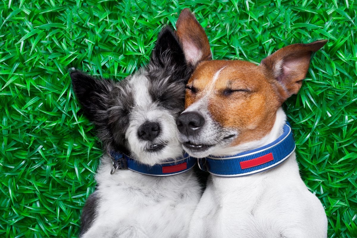 A imagem mostra dois cachorros deitados em uma grama verde. Eles estão próximos um do outro, com os olhos fechados, parecendo relaxados ou dormindo. Ambos usam coleiras azuis. O cachorro à esquerda tem pelagem preta e branca, enquanto o da direita tem pelagem marrom e branca.