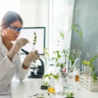 Mulher de pele clara sentada à mesa usando jaleco branco e óculos de proteção enquanto mexe em ramo de planta. Na mesa, há diversos tubos de coleta e ramos. Em frente à mesa, há uma lousa com fórmula química estrutural