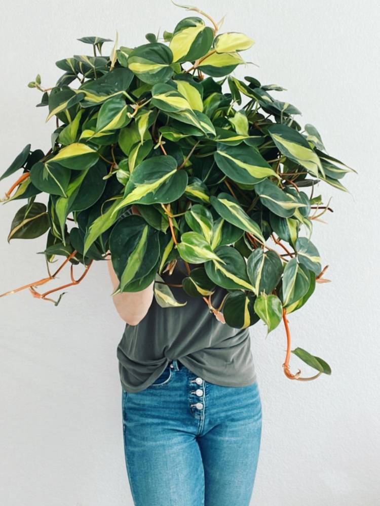 Pessoa de pele clara usando camiseta cinza e calça jeans, segurando Philodendron brasil