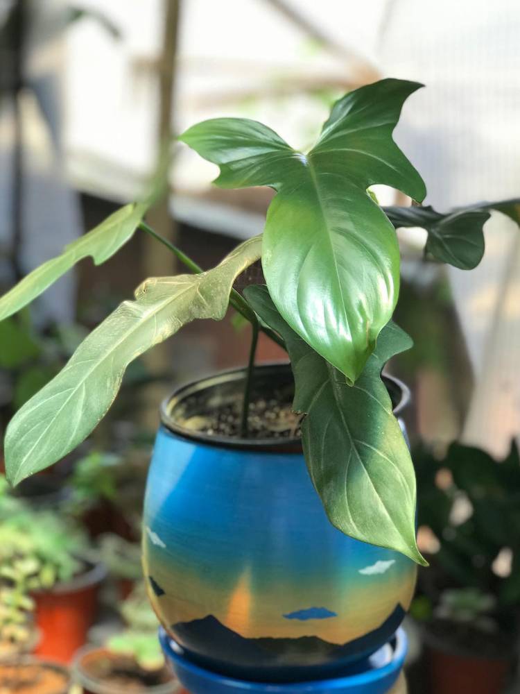 Philodendron bipennifolium schott em vaso azul oval, com plantas ao redor 