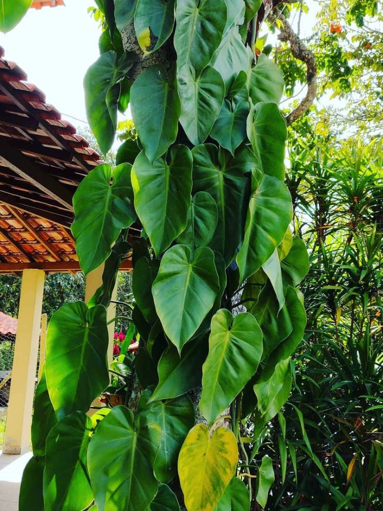 Filodendro verde escuro em volta de árvore