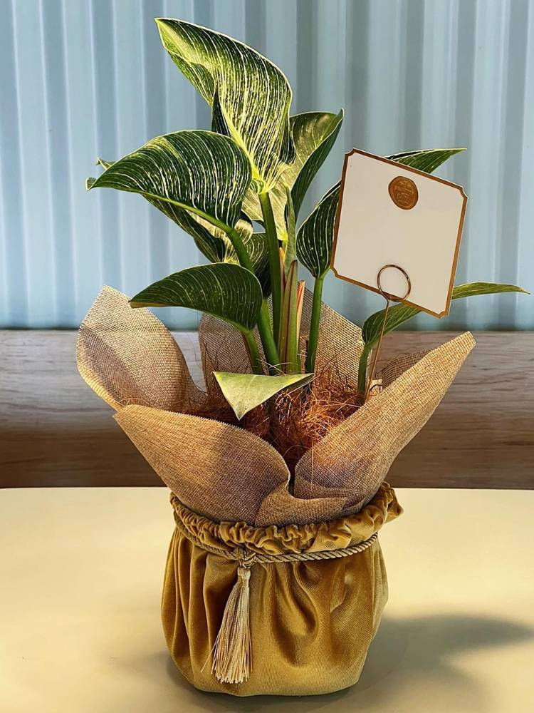 Foto de Philodendron birkin embrulgada em vaso e com cartão 