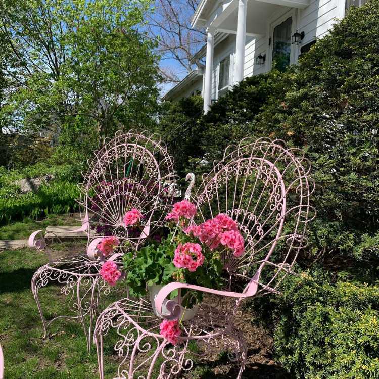 Foto de jardim com banco branco ornamental e vaso de gerânio pendente rosa sobre ele