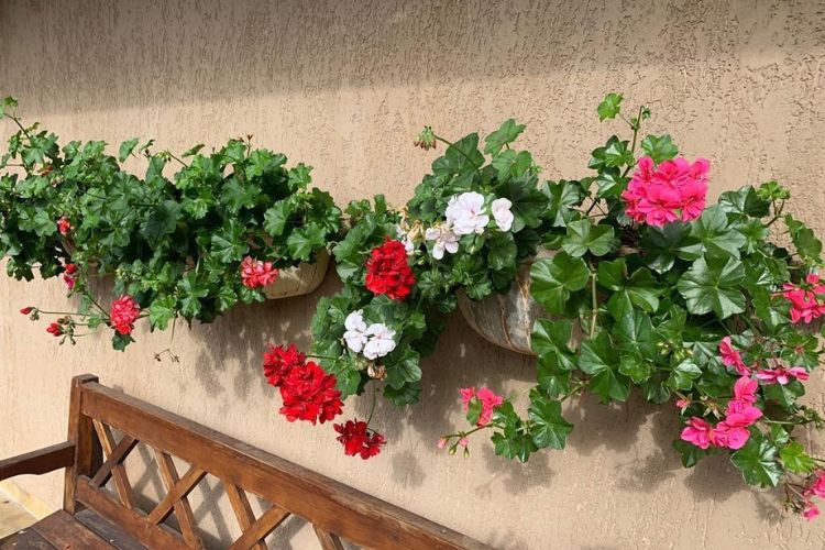 Foto de gerânios vermelhos, rosas e brancos em vasos suspensos sobre banco de madeira