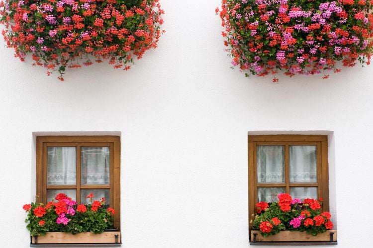 Foto de duas janelas com vasos de gerânio pendente vermelhos e vasos suspensos acima das janelas com as mesmas plantas 