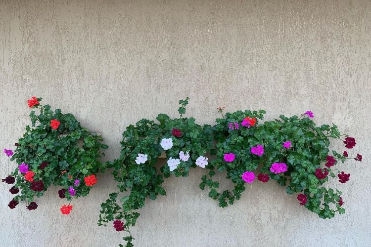 Parede bege com vasos suspensos de gerânios branco, vermelhos e rosas