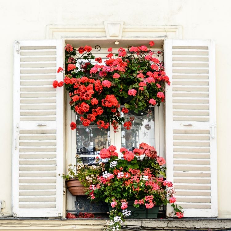 Foto de janela branca com duas floreiras de gerânios vermelhos e rosas