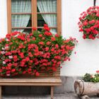 Foto de fachada de casa com janela, banco de madeira, floreira baixa com flores e gerânios pendentes