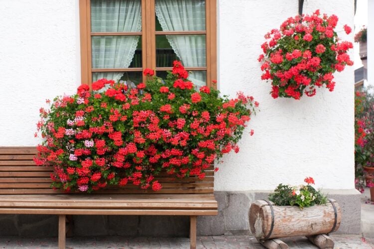 Gerânio pendente: como cuidar da planta e fazê-la florir