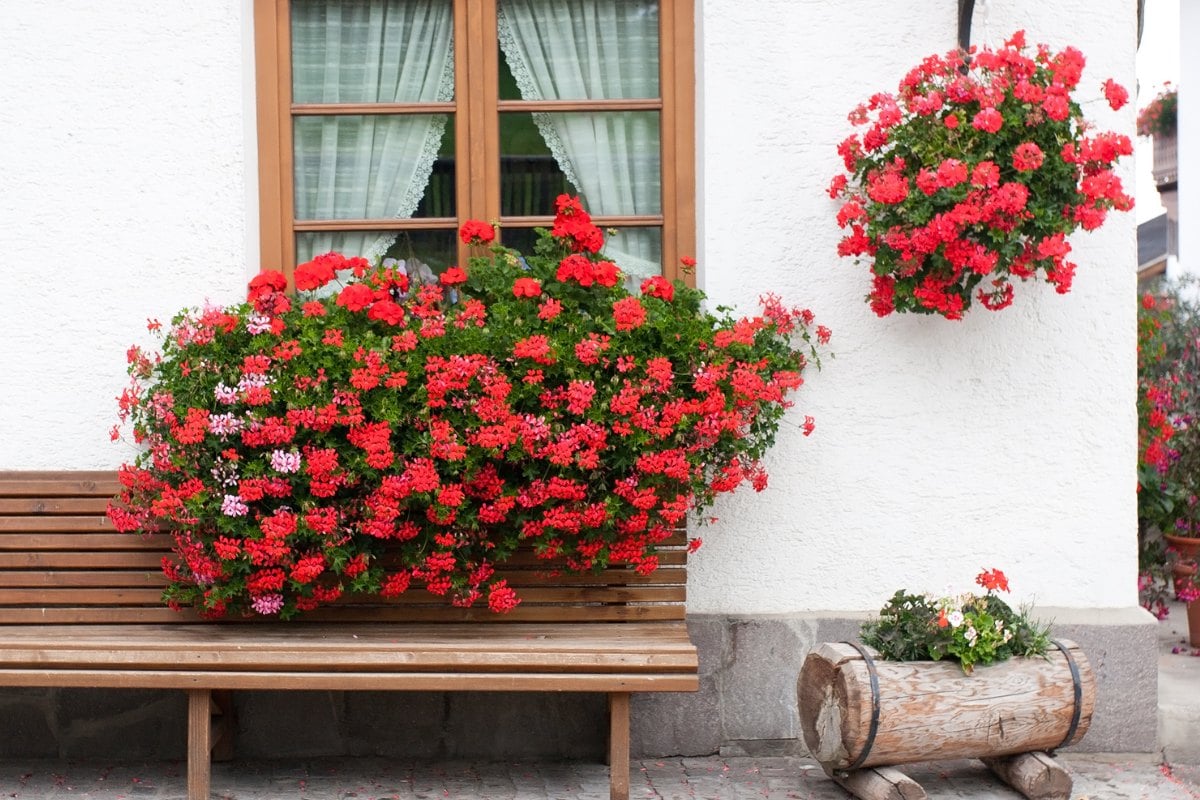 Foto de fachada de casa com janela, banco de madeira, floreira baixa com flores e gerânios pendentes