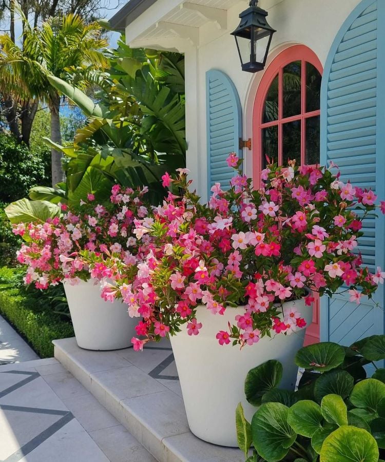 A imagem mostra dois grandes vasos brancos cheios de flores de mandevilla em tons de rosa e branco. As flores são abundantes e contrastam com o verde das folhas. Os vasos estão posicionados em degraus de uma entrada, ao lado de uma casa com janelas de veneziana azul-claro e moldura rosa. Há uma luminária preta acima da porta, e ao redor, há folhagens tropicais exuberantes, criando um ambiente acolhedor e vibrante.